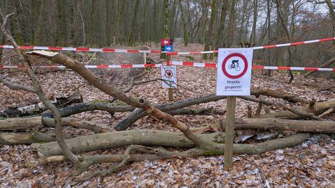 im Wald liegen auf einem Pfad große Äste quer