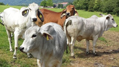Vier Rinder auf einer Weide