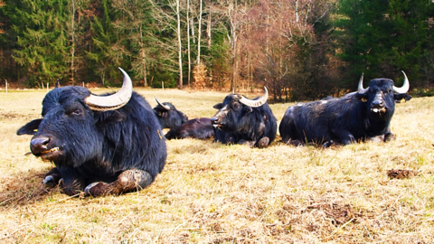 Vier schwarze Wasserbüffel liegen auf einer braunen Wiese.