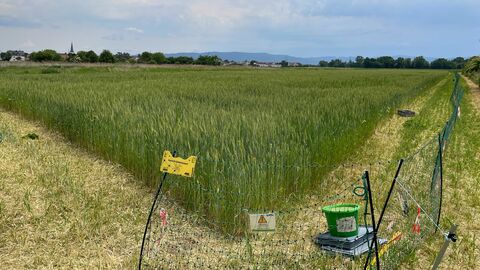 Ein landwirtschaftliches Feld.