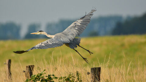 Graureiher im Naturschutzgebiet Großer Vogel mit grauem Gefieder fliegt niedrig über ein Feld